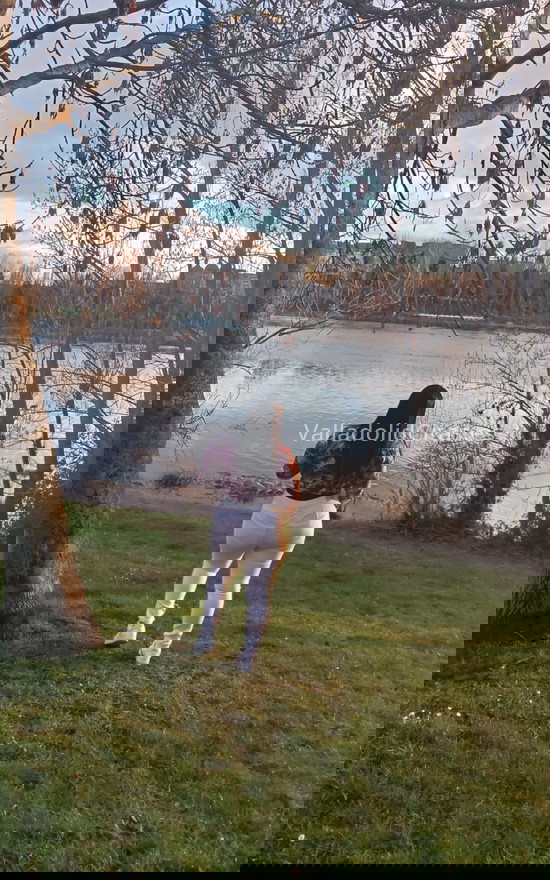 Gina, chica venezolana. 603341820. Citas en VALLADOLID, VALLADOLID. www.valladolidcitas.es.