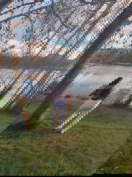 Gina, chica venezolana. 603341820. Citas en VALLADOLID, VALLADOLID. www.valladolidcitas.es.